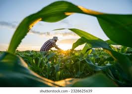 Inspiring agricultural research imagery